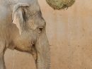 Un Éléphant À La Barben  Dora, L'Éléphant Femelle Du Parc pour Femelle De Elephant