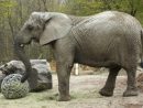 Un Éléphant Du Zoo De Varsovie Va Tester L'Huile De intérieur Femelle De L&amp;#039;Elephant