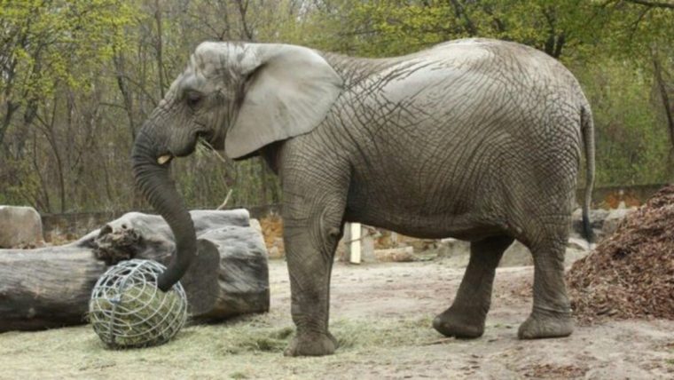 Un Éléphant Du Zoo De Varsovie Va Tester L'Huile De intérieur Femelle De L&#039;Elephant