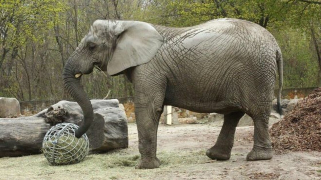 Un Éléphant Du Zoo De Varsovie Va Tester L&amp;#039;Huile De intérieur Femelle De L&amp;amp;#039;Elephant 