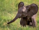 Un Éléphanteau Sauvé En Urgence Au Zimbabwe Par Des dedans Femelle De Elephant