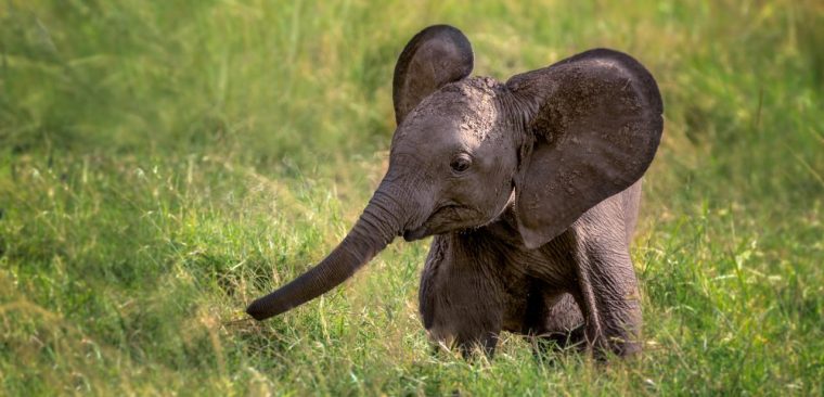 Un Éléphanteau Sauvé En Urgence Au Zimbabwe Par Des dedans Femelle De Elephant