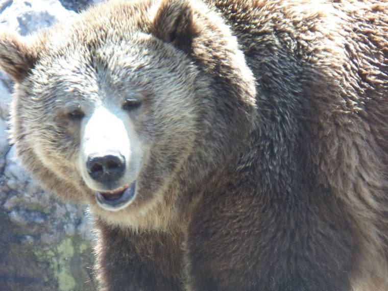 Un Ours Brun Au Zoo De Saint-Félicien – Blog De Voyages avec Comment Hiverne Le Blaireau Et L&#039;Ours. Brun