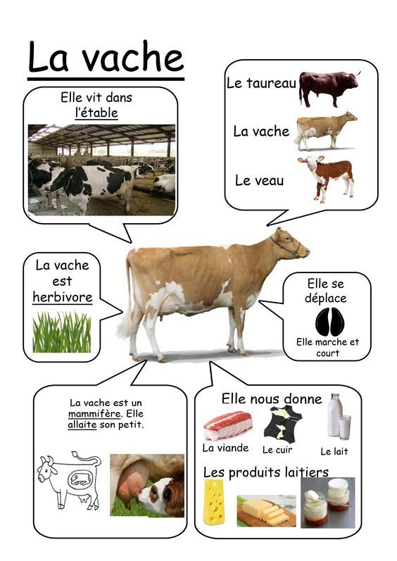 Vache - Animaux De La Ferme:  Documre Animaux concernant Fiche Madame E Luccia 