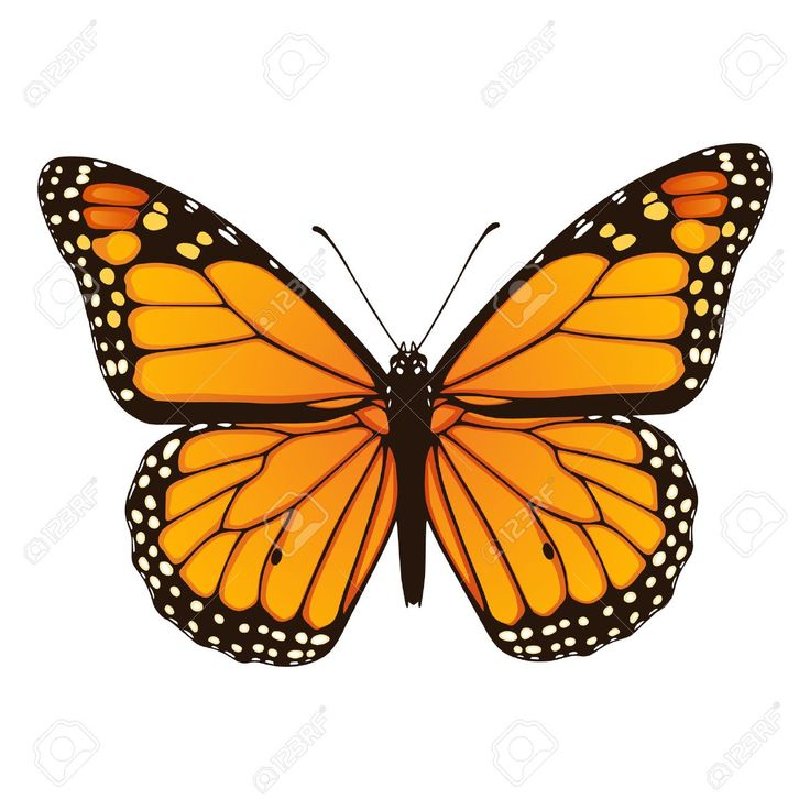 Vector Illustration De Papillon Monarque Dessiné À La Main concernant La Symetrie Pappillon   Dessin