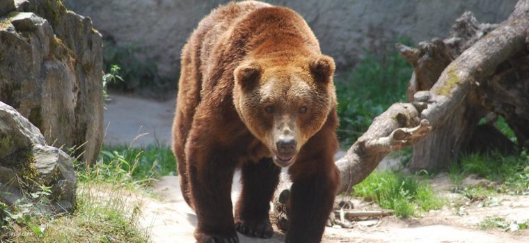 Visiter Le Pal  Mon Tatane Tour Ses Attractions, Son dedans Comment Hiverne Le Blaireau Et L&#039;Ours. Brun