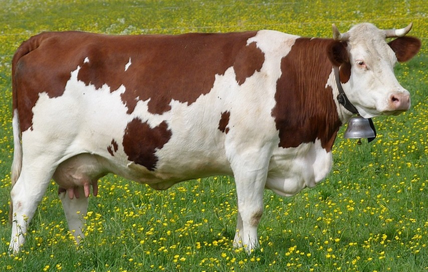 07032020 : Test Cours : Les Animaux De La Ferme - Ecole à Image Les Animaux De La Ferme