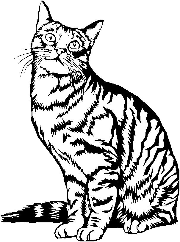 10 Détail Coloriage De Chat Mignon Images  Coloriage Chat serapportantà Coloriage Tigre À Imprimer 