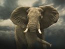 10 Facts About Elephants serapportantà Anatomie Des Ã©Lephants