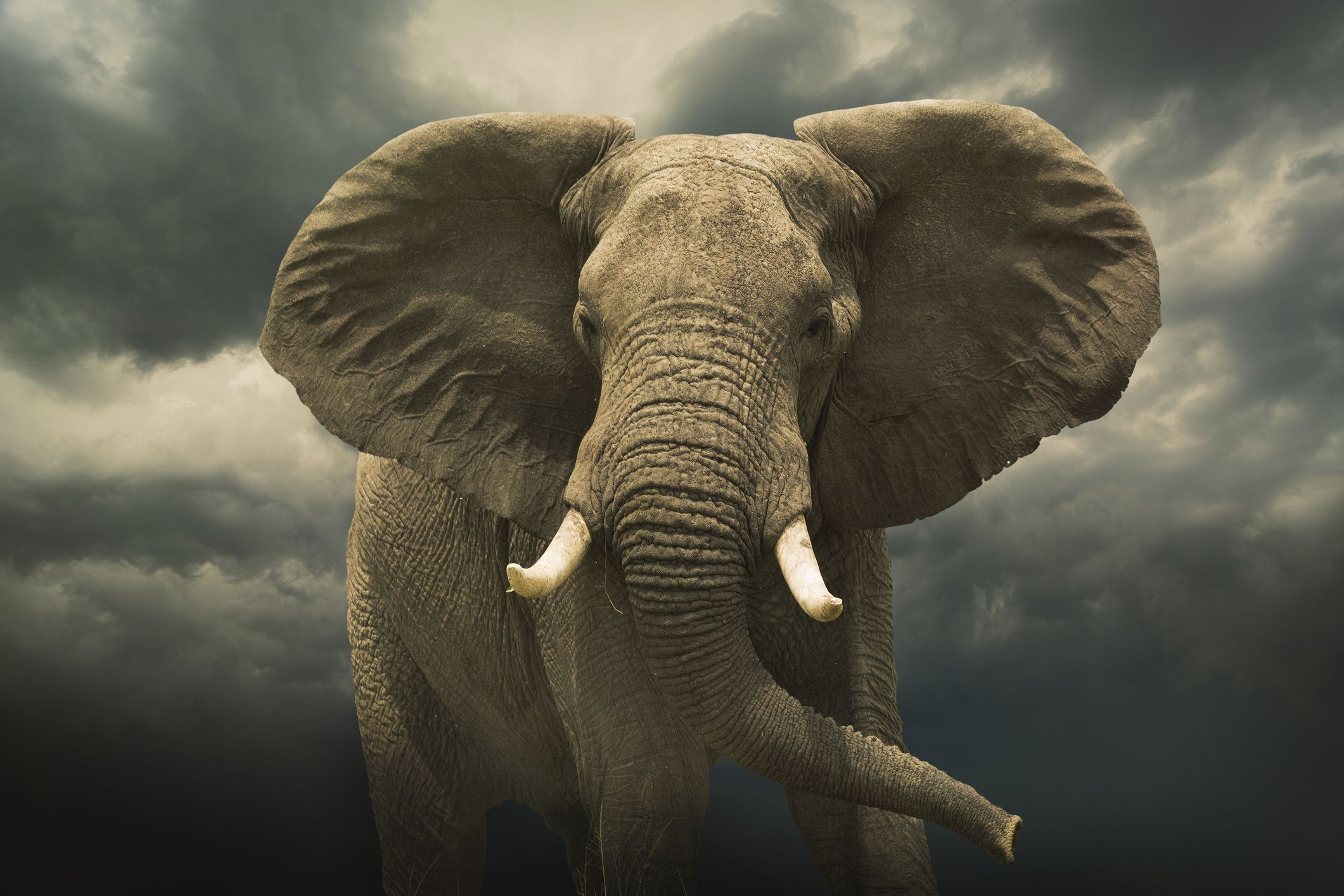 10 Facts About Elephants serapportantà Anatomie Des Ã©Lephants
