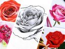 1001 + Modèles Et Conseils Pour Apprendre Comment Dessiner dedans Dessin Facile De Rose