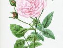 1001 + Modèles Et Conseils Pour Apprendre Comment Dessiner pour Dessin Une Fleur