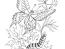 110 Dessins De Coloriage Papillon À Imprimer Sur Laguerche serapportantà Coloriage Papillon À Imprimer