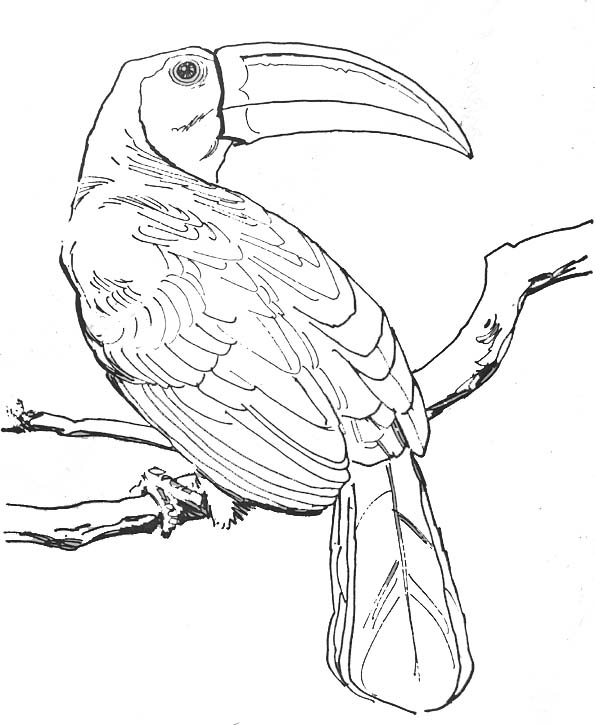 119 Dessins De Coloriage Oiseau À Imprimer Sur Laguerche à Coloriage De Perroquet A Imprimer 