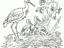 119 Dessins De Coloriage Oiseau À Imprimer Sur Laguerche concernant Coloriage Oiseau