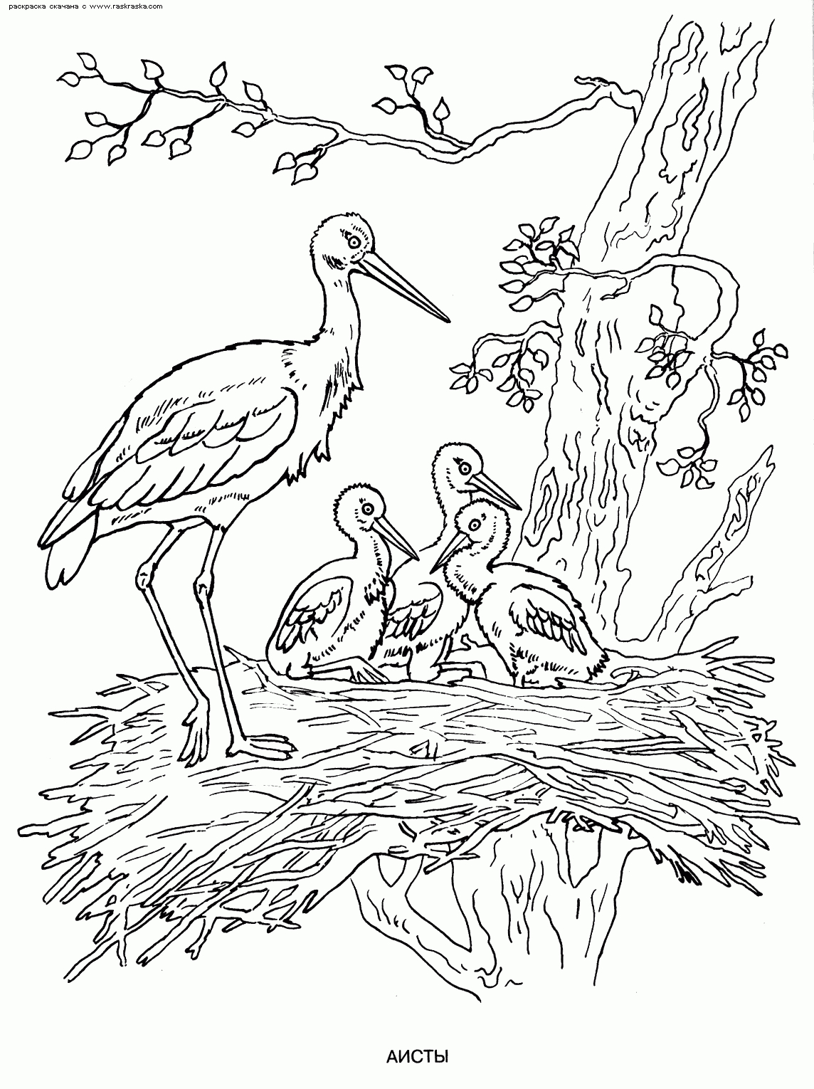 119 Dessins De Coloriage Oiseau À Imprimer Sur Laguerche concernant Coloriage Oiseau 