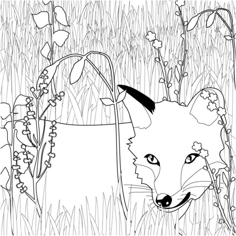 12 Impressionnant Coloriage De Renard Images – Coloriage intérieur Coloriage De Zorro