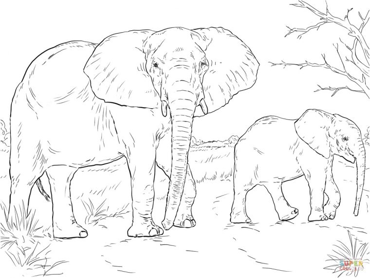 14 Primaire Coloriage D'Animaux Collection – Coloriage pour Animaux D Afrique Coloriage