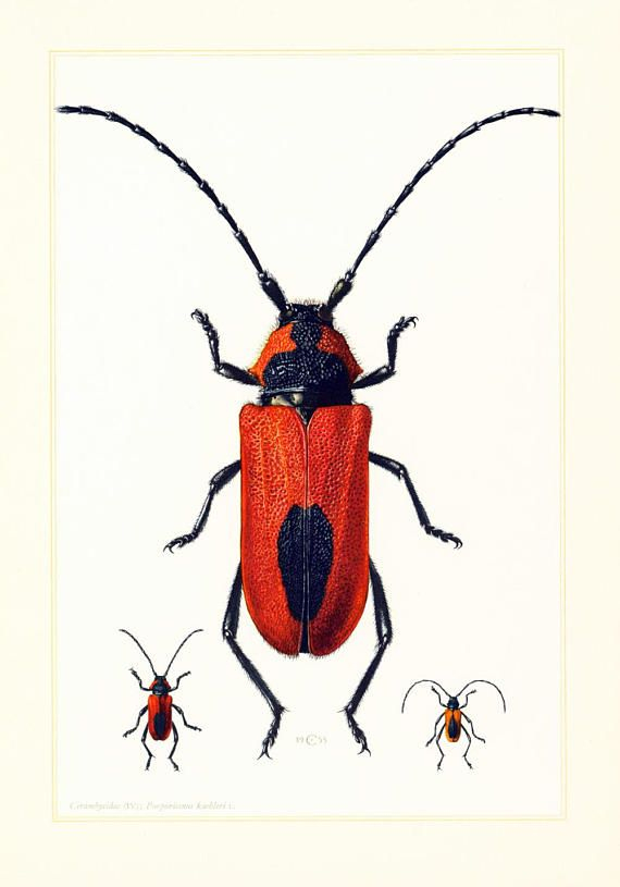 1960 Vintage Red Beetle Print. Coleoptera Illustration intérieur Insecte Dessin 