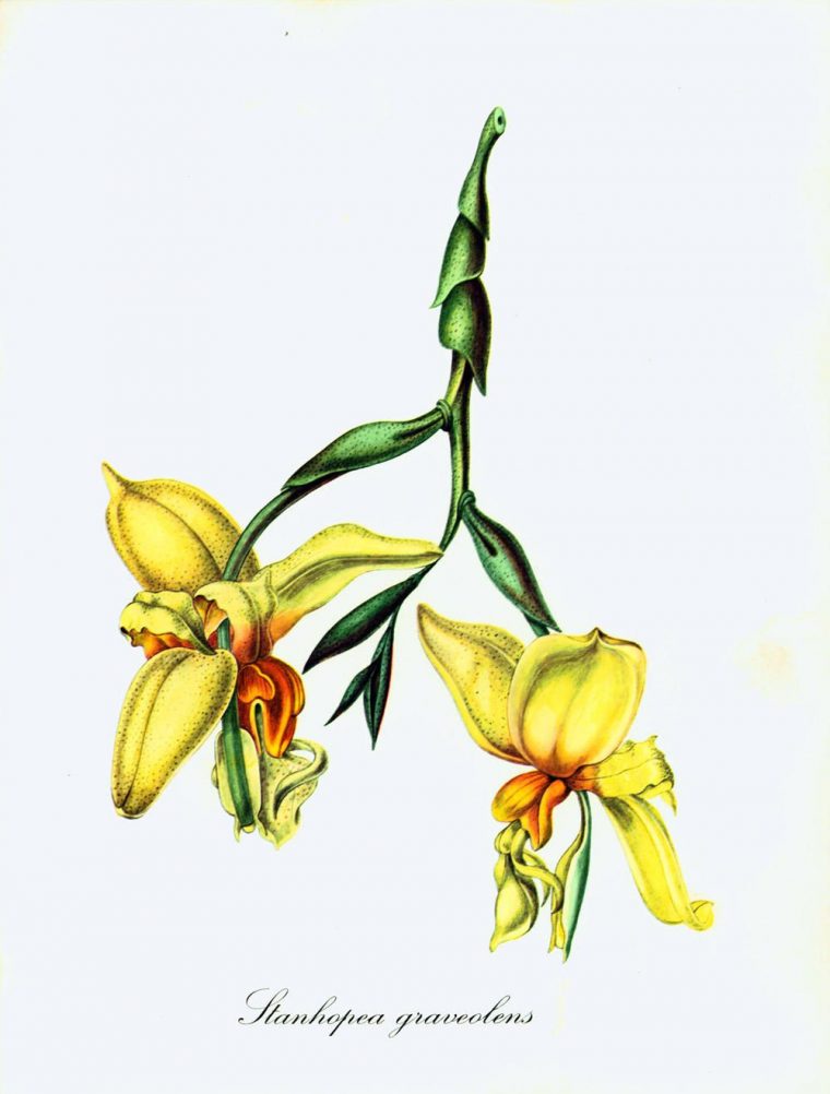 1967 Fleur D'Orchidée Stanhopea Planche Botanique Dessin à Dessin Orchidée