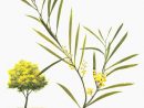 1967 Mimosa Fleur Branche. Acacia Floribunda. Planche dedans Dessin De Mimosa