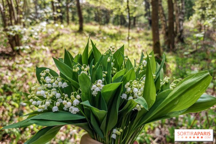 1Er Mai, Le Muguet À Paris, Comment En Vendre Et En encequiconcerne Images Gratuites Muguet 1Er Mai