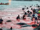 23 Baleines Tuées Lors Du Grindadráp, Une Tradition serapportantà Cri Baleine