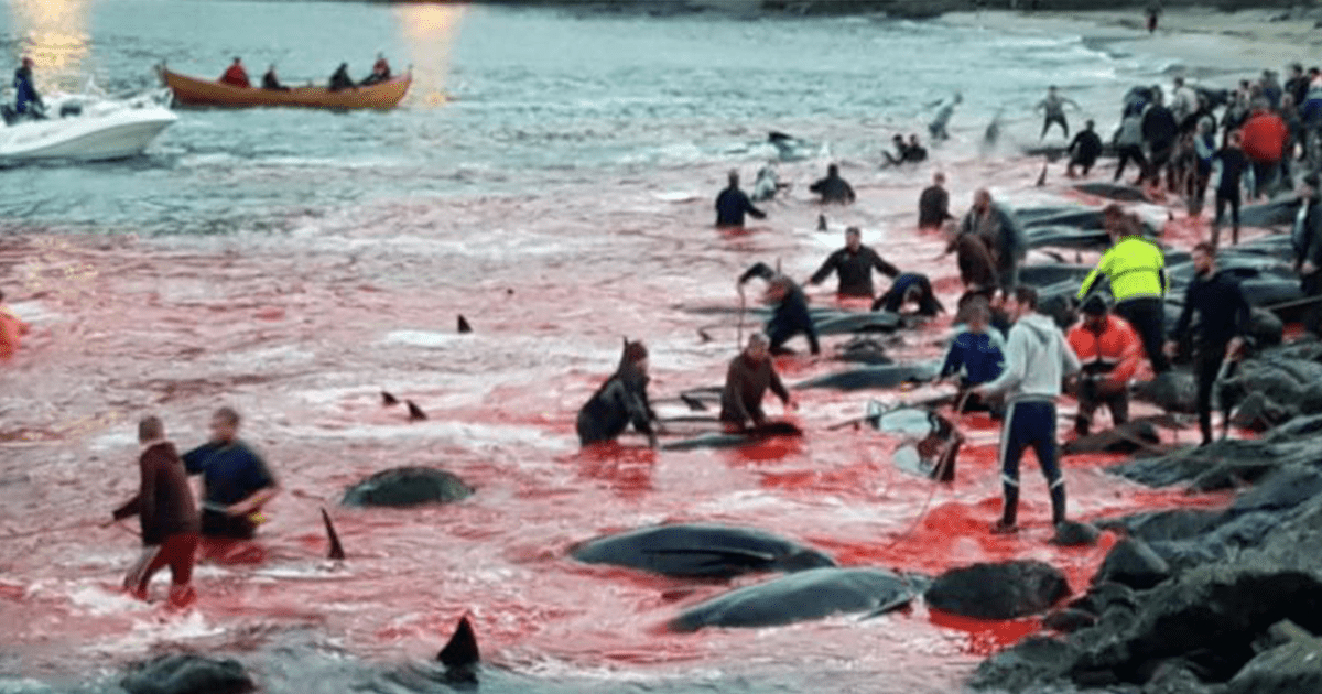 23 Baleines Tuées Lors Du Grindadráp, Une Tradition serapportantà Cri Baleine
