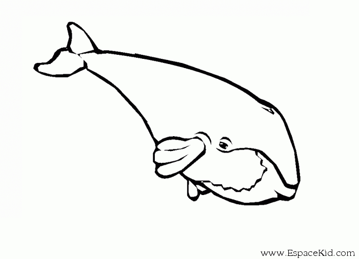 247 Dessins De Coloriage Baleine À Imprimer Sur Laguerche avec Baleine Coloriage