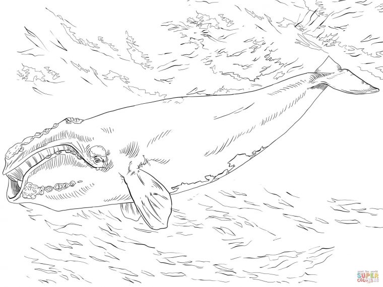 247 Dessins De Coloriage Baleine À Imprimer Sur Laguerche intérieur Coloriage Baleine