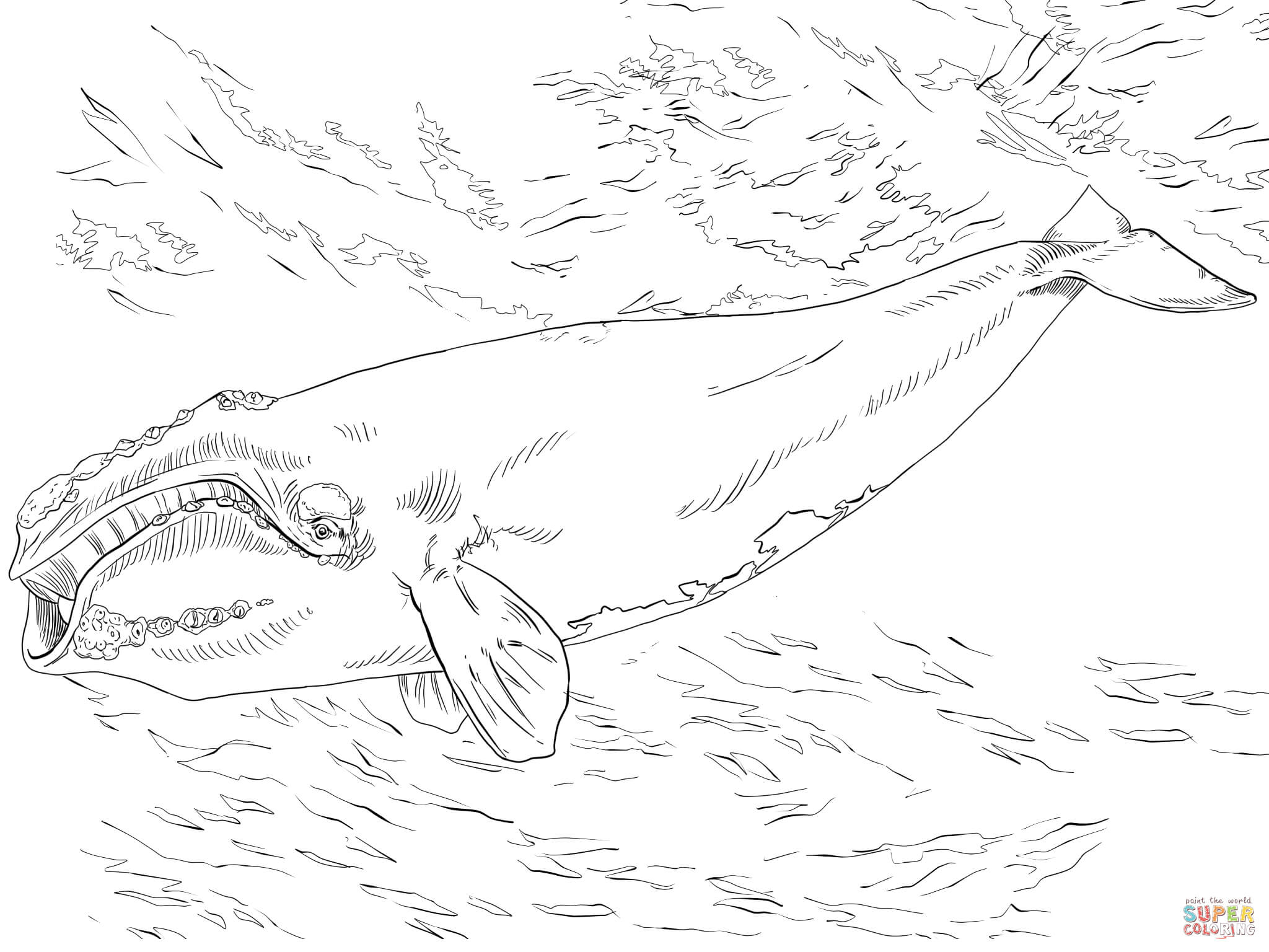 247 Dessins De Coloriage Baleine À Imprimer Sur Laguerche intérieur Coloriage Baleine 