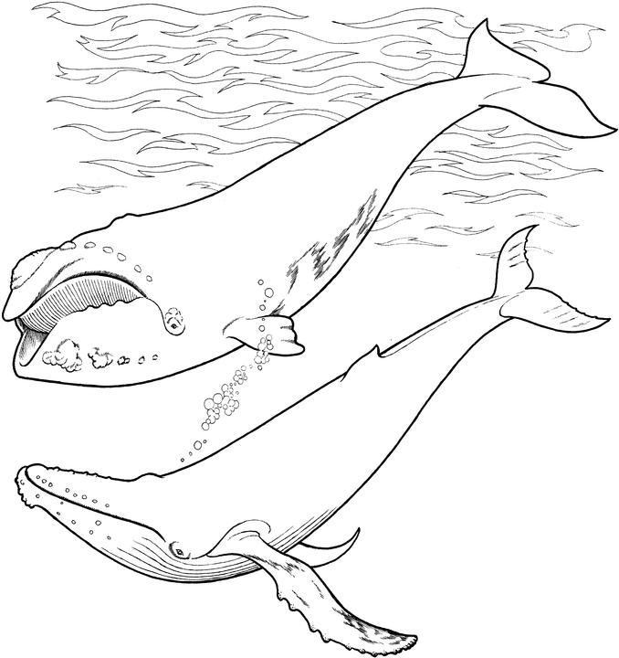 247 Dessins De Coloriage Baleine À Imprimer Sur Laguerche pour Coloriage Baleine 