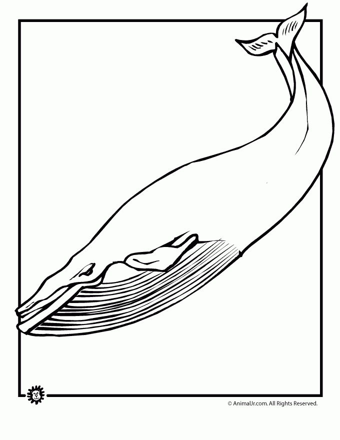 247 Dessins De Coloriage Baleine À Imprimer Sur Laguerche tout Coloriage Baleine 