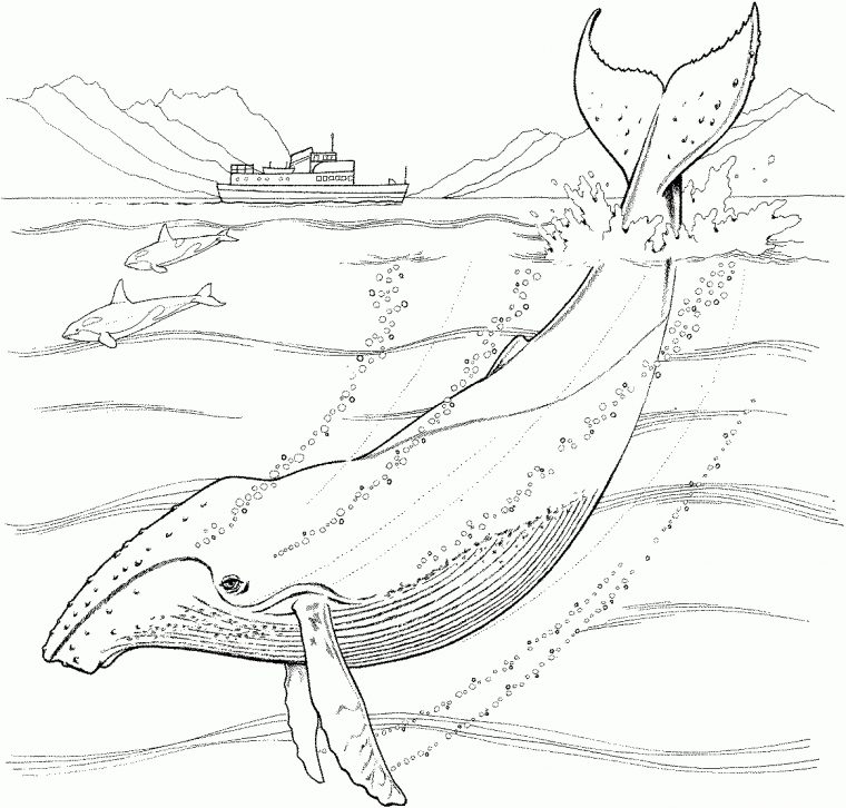 247 Dessins De Coloriage Baleine À Imprimer Sur Laguerche tout Coloriage Baleine