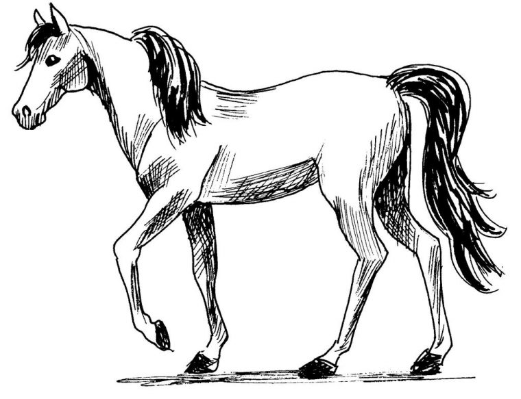 296 Dessins De Coloriage Cheval À Imprimer Sur Laguerche pour Jeux De Coloriage De Cheval Gratuit