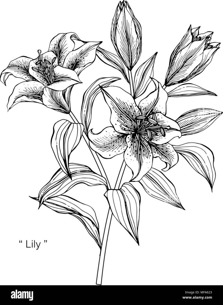 30+ Dessin Fleur Noir Et Blanc Png encequiconcerne Dessin Fleur Noir Et Blanc