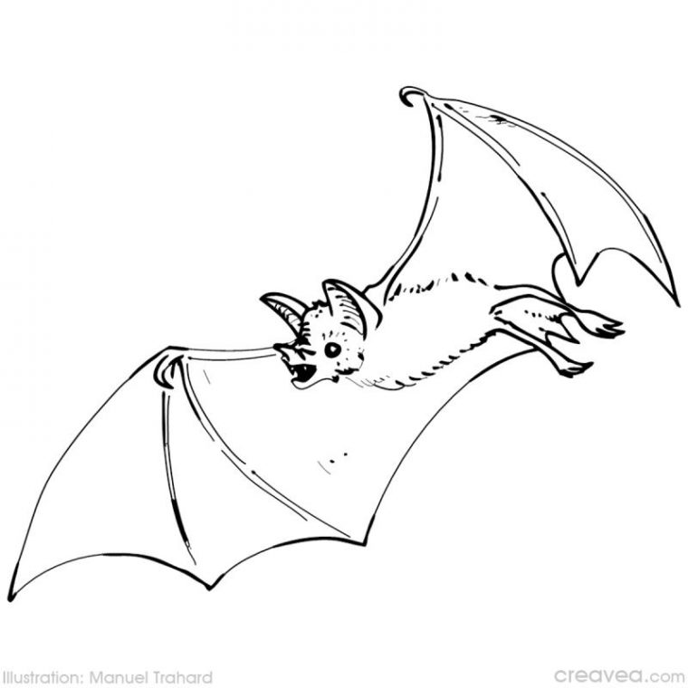 30 Dessins De Coloriage Chauve Souris À Imprimer avec Chauve Souris A Colorier