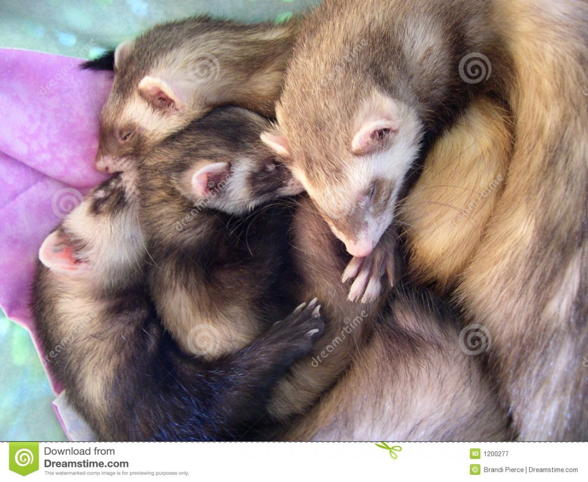 4 Beaux Furets De Sommeil Image Stock. Image Du Chocolat encequiconcerne Furet Images Gratuites