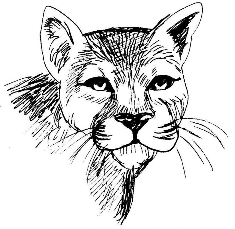 40 Dessins De Coloriage Cougar À Imprimer Sur Laguerche pour Coloriage À Imprimer D Animaux