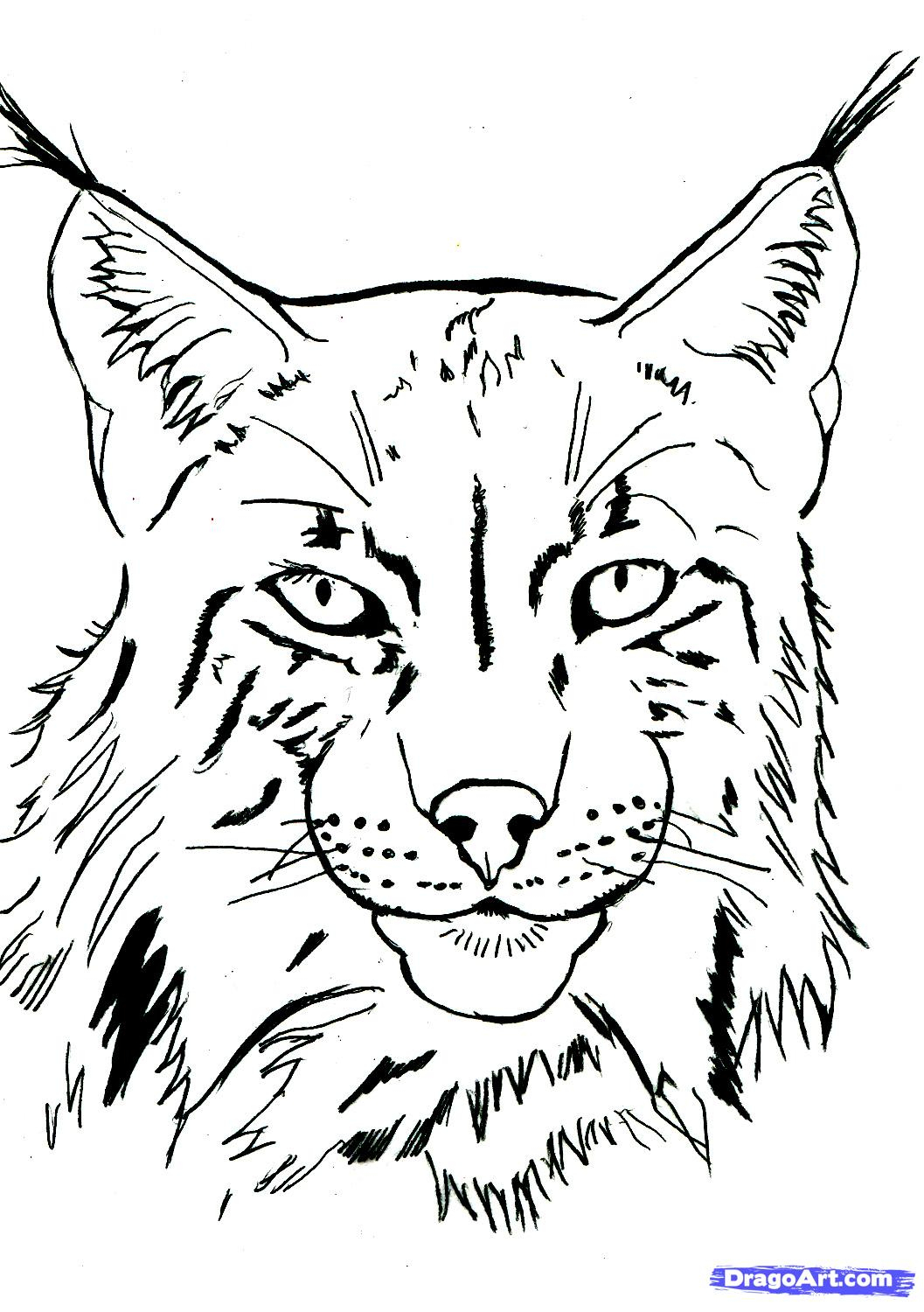 47 Dessins De Coloriage Lynx À Imprimer pour Coloriage De Requin À Imprimer