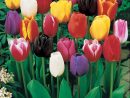 50 Tulipes À Longues Tiges En Mélange Extra À Planter intérieur Planter Les Tulipes