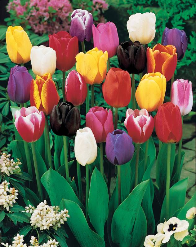 50 Tulipes À Longues Tiges En Mélange Extra À Planter intérieur Planter Les Tulipes 