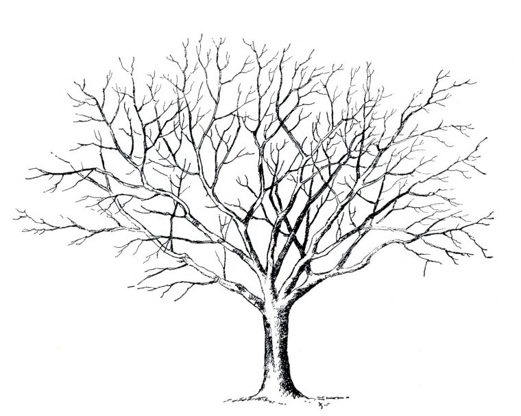 66 Dessins De Coloriage Arbre À Imprimer Sur Laguerche concernant Arbre À Imprimer