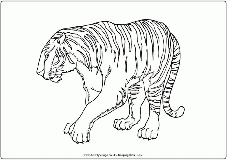 72 Dessins De Coloriage Tigre À Imprimer Sur Laguerche concernant Coloriage Tigre