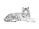 8 Luxe De Dessin Bébé Tigre Image  Coloriage Tigre tout Comment Dessiner Un Bébé Tigre
