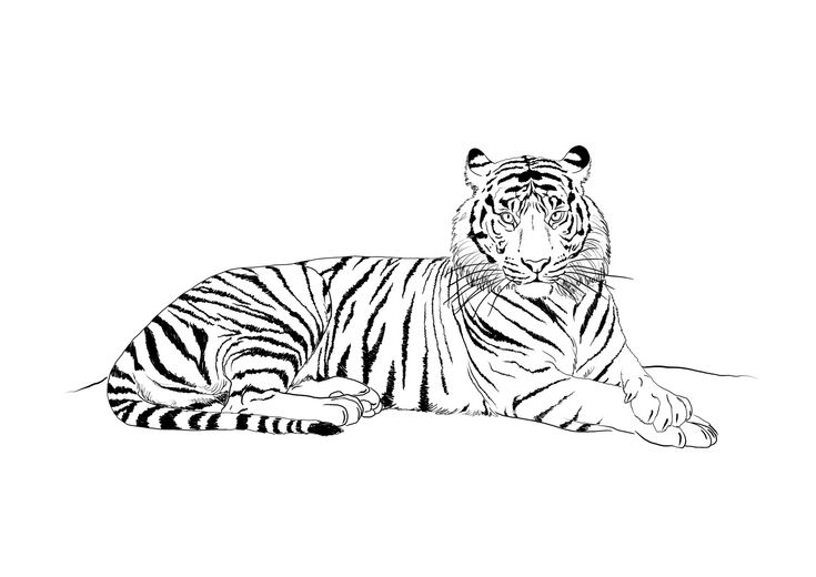 8 Luxe De Dessin Bébé Tigre Image  Coloriage Tigre tout Comment Dessiner Un Bébé Tigre 