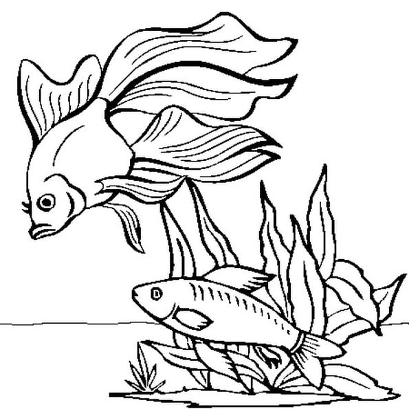 9 Unique De Dessin De Poisson Rouge Stock  Coloriage encequiconcerne Dessin Poissons 