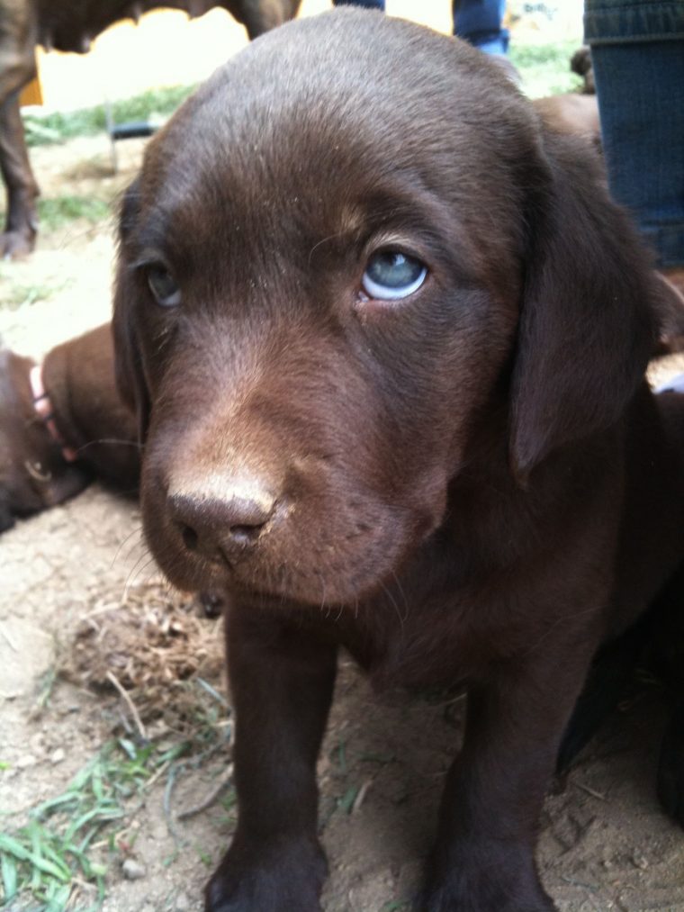 labrador französische bulldogge mix