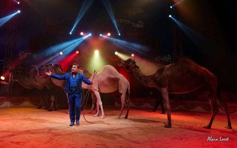 A Casteljaloux (47), Les Animaux Du Cirque Manquent De dedans Animaux Du Cirque