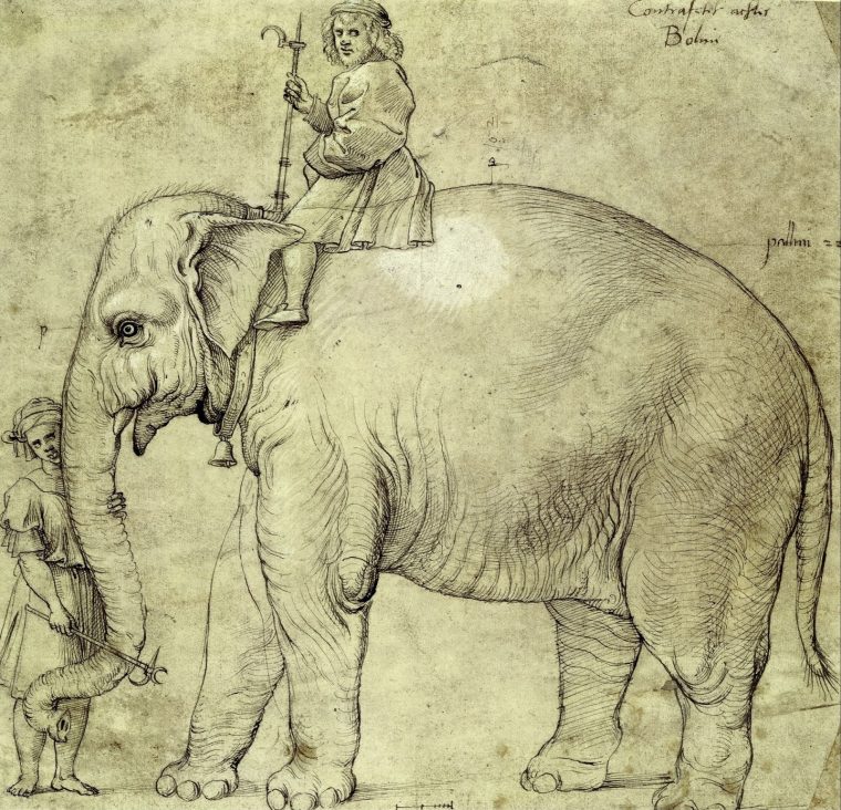 A Pope And An Elephant pour Anatomie Des Ã©Lephants